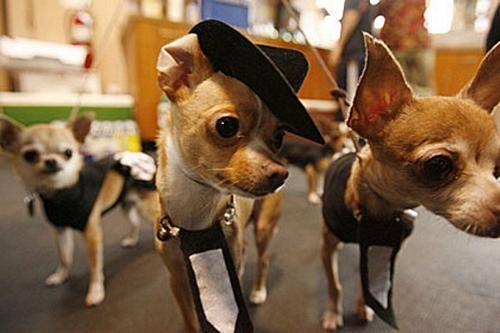 funny_dogs_marriage_10
