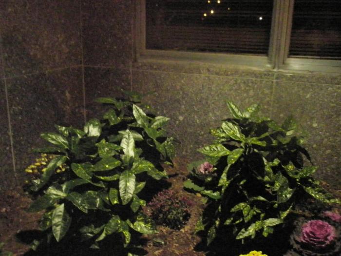 exista si aici Aucuba...