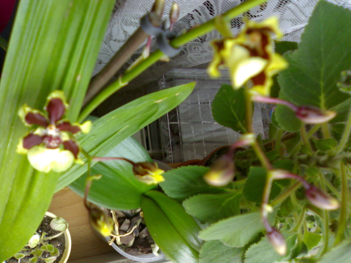 Odontocidium Jungle Monarch 'Everglades'