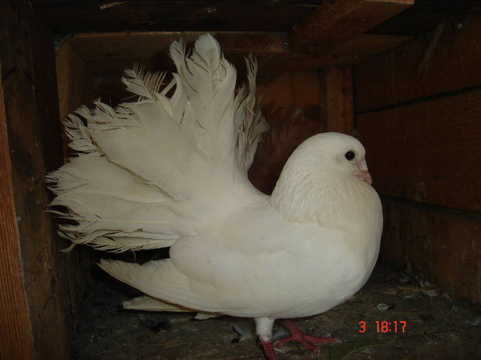 50 - D Porumbei Voltati Vechi