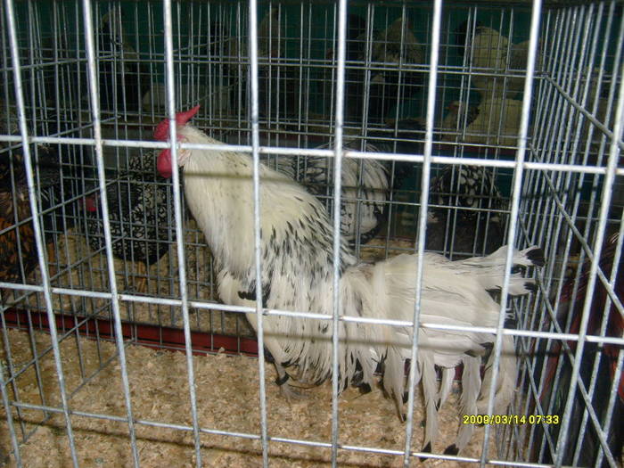 S6304025 - expozitie buzau