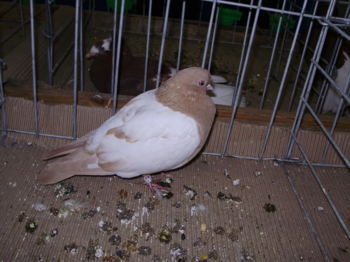 10572 pt 0 - 1507 partea 6a