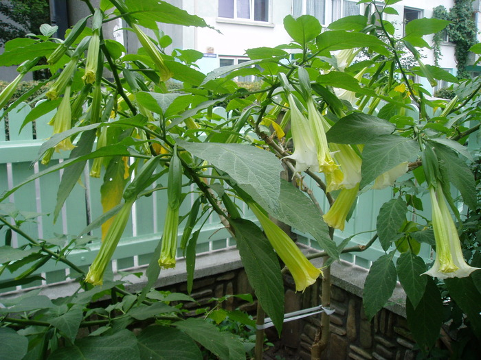 14 SEP 2009 - BRUGMANSIA-trompeta ingerilor