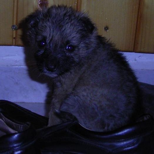 pantofel3[1] - catelusi