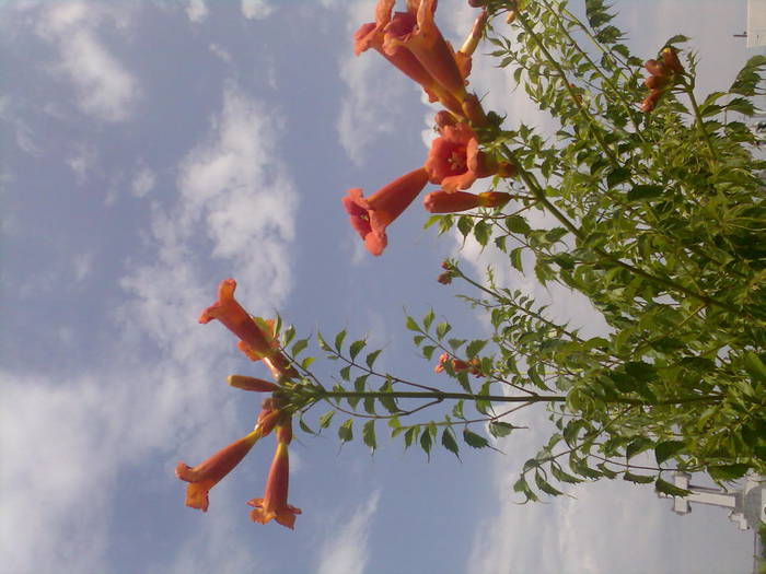 trompetica; Tecoma radicans
