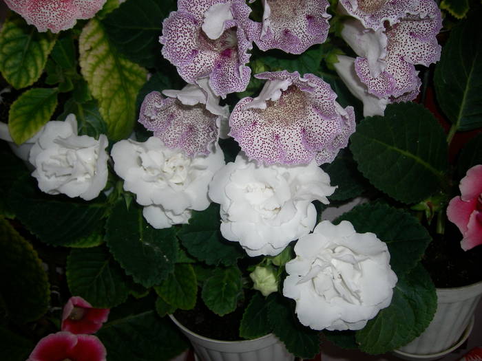 Gloxinie alb dublu - Flori - 2009