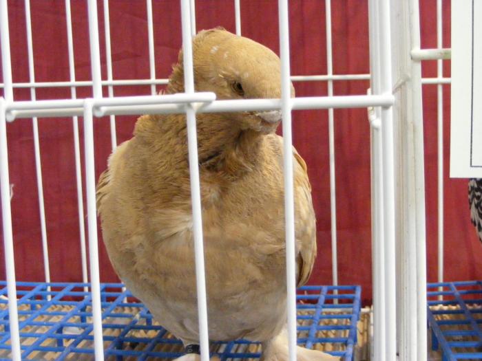 DSCF5664 - expozitia nationala de ornament decembrie  2008