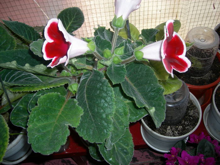 Gloxinia rosu paspolat