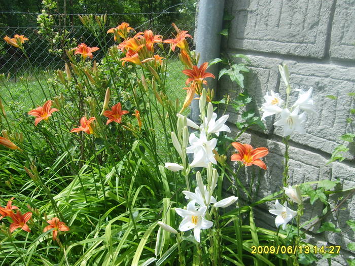 S5005156 - flori din gradina