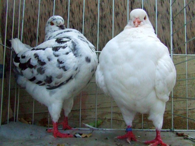 perechea 2 king 010 impreuna; masculu luat de pe oua pentru sedinta foto
