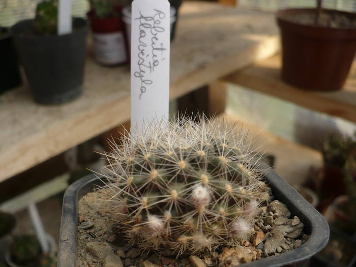 Rebutia flavistyla - Cactusi 2009