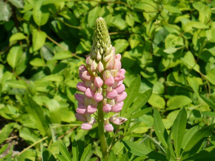Lupinus (Floare de Lupin) - Gradina Botanica mai 2008