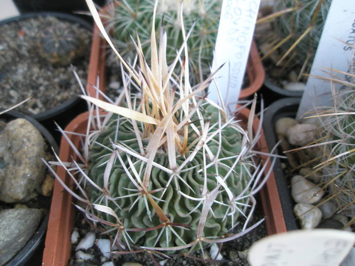Echinofossulo lloydii - Echinofossulocactus