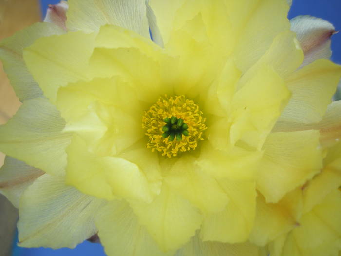 Echinocereus inermis - floare - Echinocereus