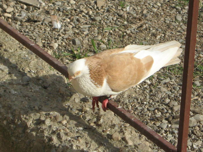 Mascul Cazator - E- Poze vara 2009