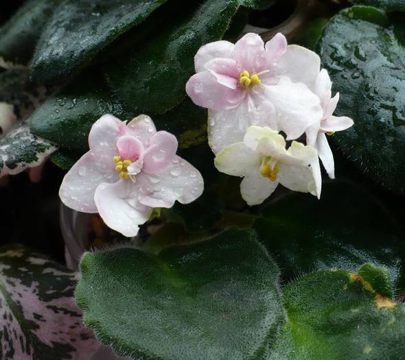 P1130625 - Saintpaulia - violete de camera