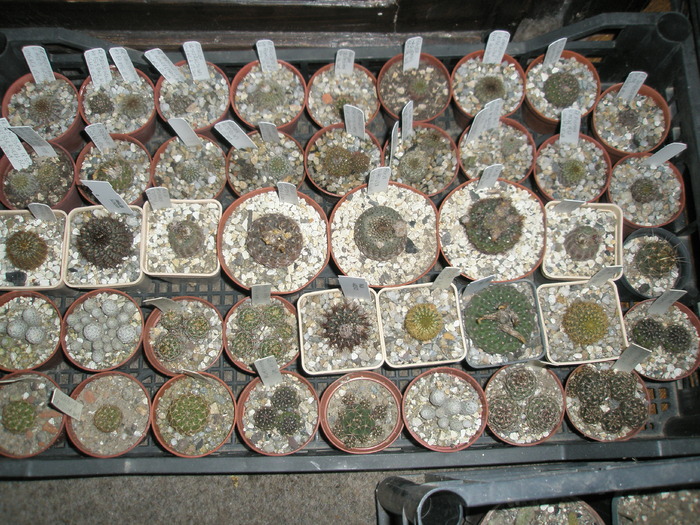 Frailee 31-10 - cactusi la iernat 2009-2010
