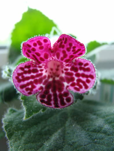 Kohleria Jester 13