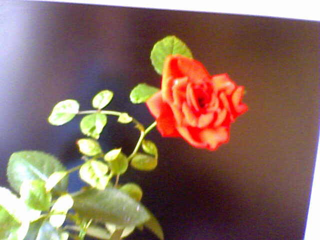26-07-08_122339 - florile mele