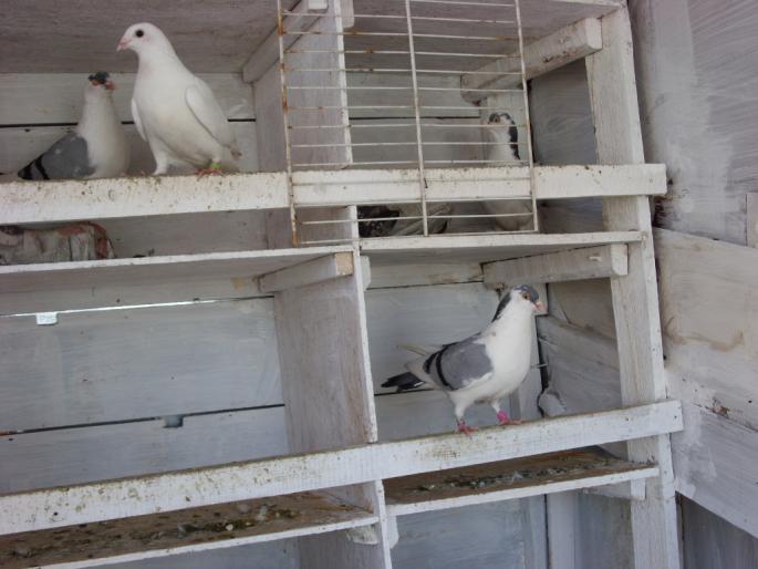 SN851815 - poze zburatorii