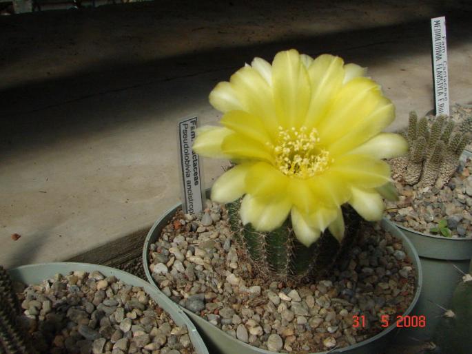 DSC03337 - Gradina Botanica Jibou