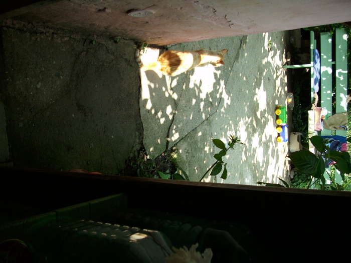 DSCI0737 - pisici si catelusa Boggy