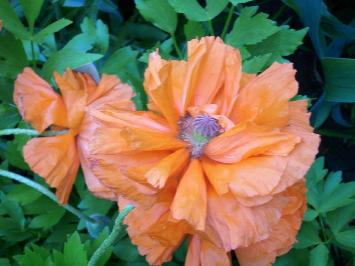 DSCI0153 - flori din gradina mea