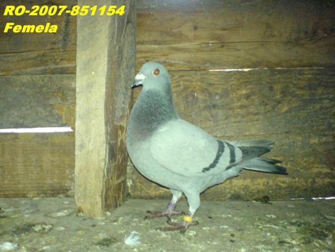RO-2007-851154 - porumbei disparuti