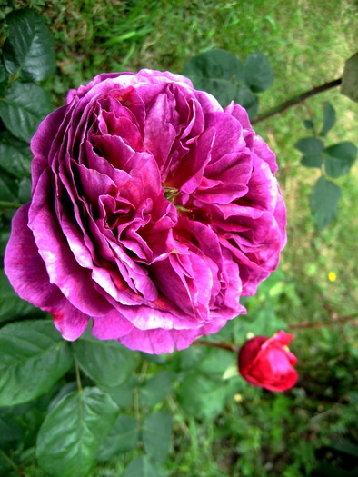 1 - Trandafiri roz