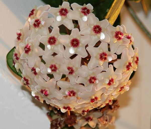 hoya carnosa - flori 2007