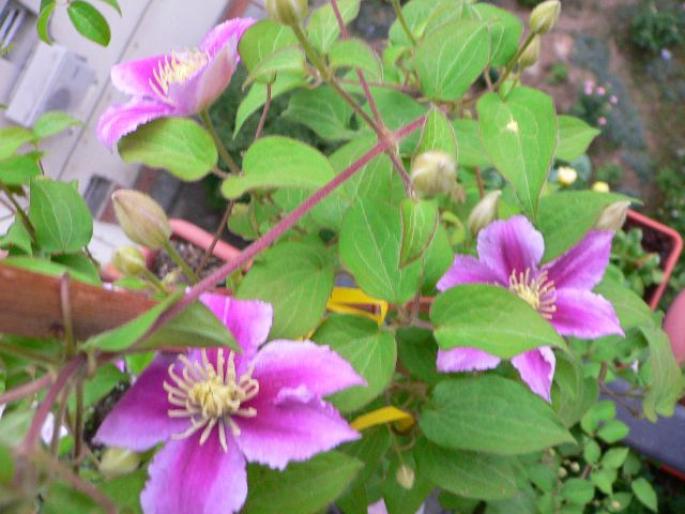 Clematis Piilu - V-Clematis