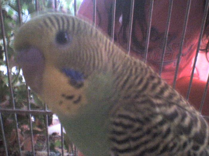 papagalul meu,coco - concurs 1