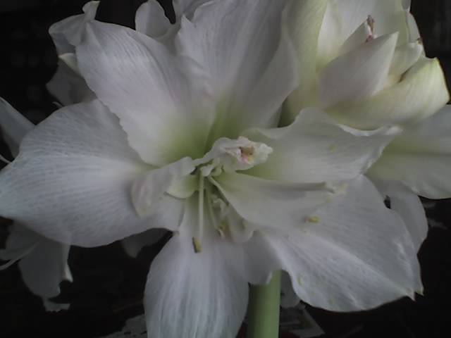 18-03-09_1306; Hipeastrum White Nimph
