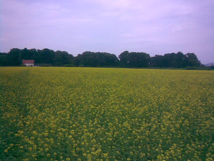 05062009(002) - ALBINE