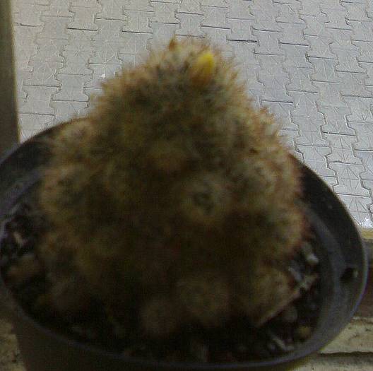 Mamm prolifera cu boboci - Mammillaria