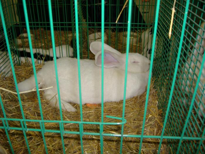 Nitra 06.12.2008 031