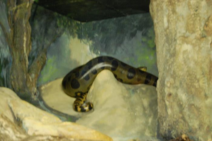 DSC_0109 - zoo amneville