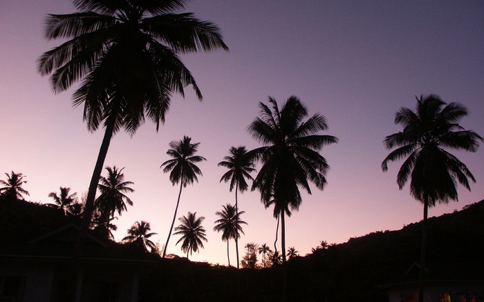 465_twilightpalms_1440x900
