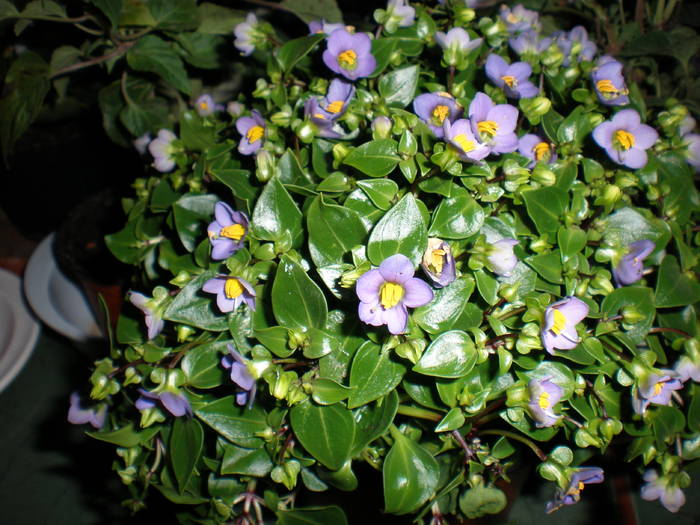 Exacum affine (violete de Persia)