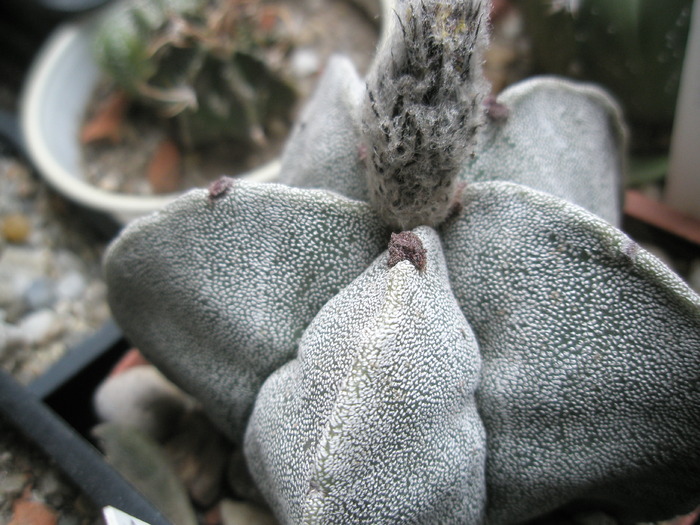 Astrophytum myriostigma - 05.11