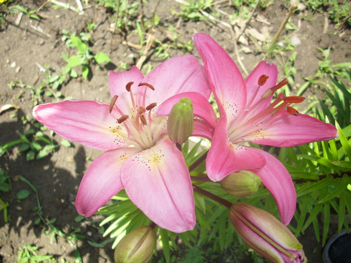 DSCI0929 - flori din gradina mea