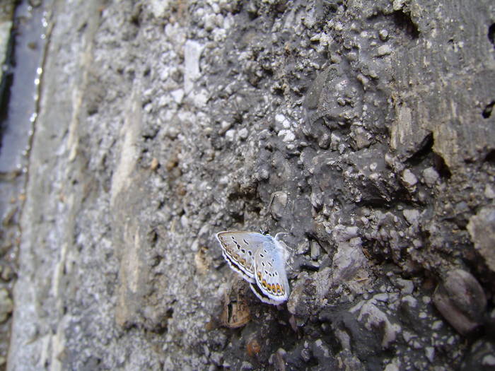 DSC01044 - fluturi si alte  insecte