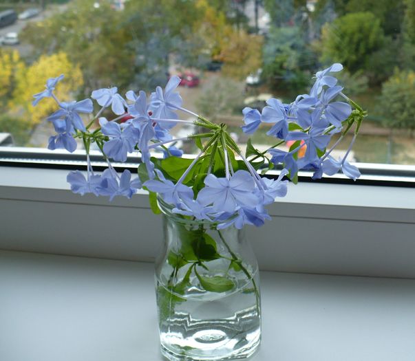 P1160457 - PLUMBAGO