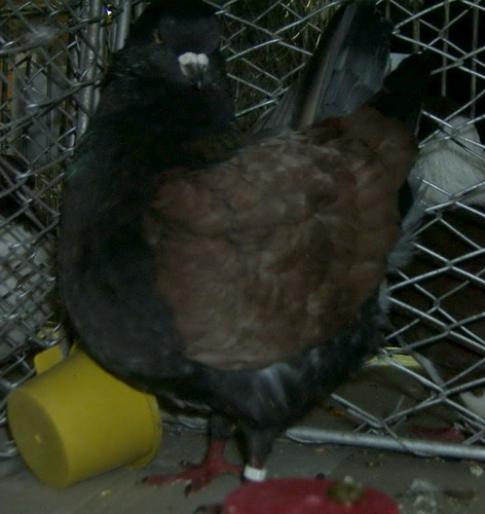 modena  1 - 1501 Expo Timisoara 2006