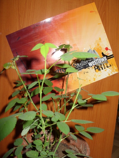 SDC16435 - flori in taina