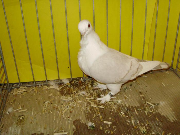 18521 satinet khaki 1 - 1505 partea 6