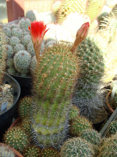 Lobivia sp.4 - Lobivia-Echinopsis