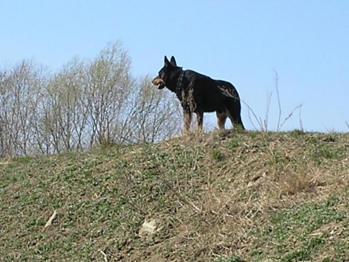 P3040138 - Nero-Rasa Beauceron