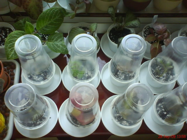 Episcii - poza grup; Episcii - poza grup
