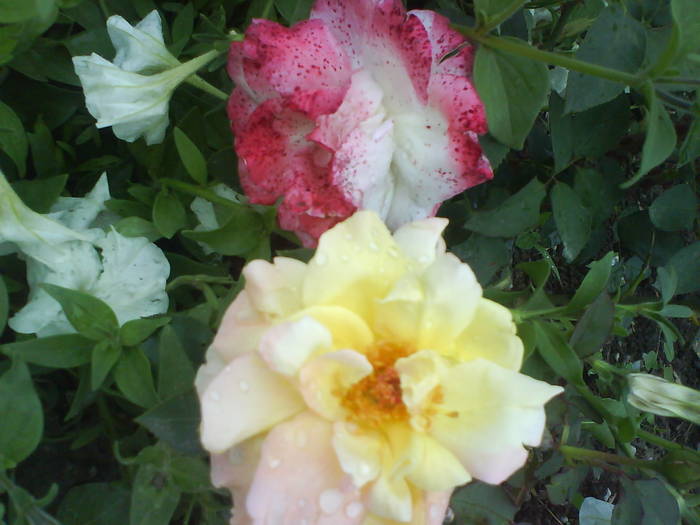 DSC00444 - trandafiri de gradina-butasi de vanzare